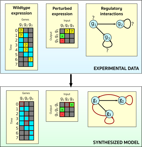 SMT-based synthesis of gene regulatory networks
