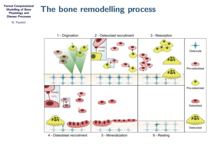 Formal Computational Modelling of Bone Physiology and Disease Processes
